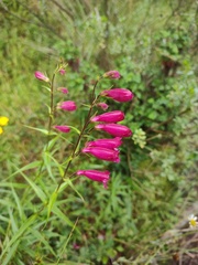 Penstemon roseus