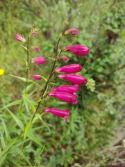 Penstemon roseus