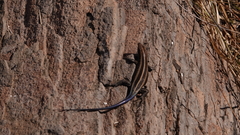 Trachylepis margaritifera