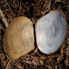Anodonta anatina