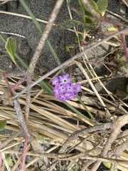 Abronia umbellata