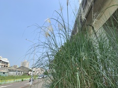 Saccharum spontaneum