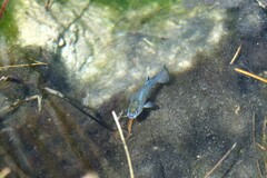 Cyprinodon nevadensis