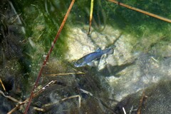 Cyprinodon nevadensis