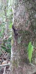 Anolis tropidonotus