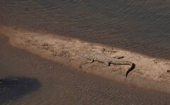 Crocodylus niloticus