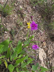 Nyctaginaceae