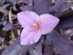 Tradescantia pallida