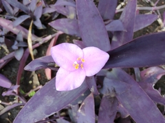 Tradescantia pallida