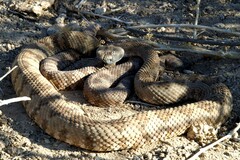 Crotalus stephensi
