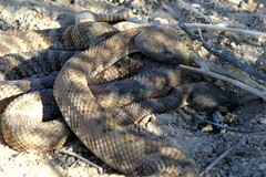 Crotalus stephensi