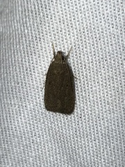 Autosticha kyotensis