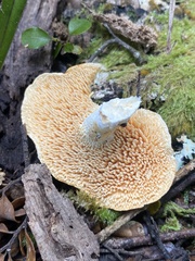 Hydnum crocidens