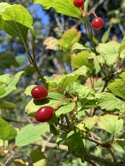 Viburnum opulus