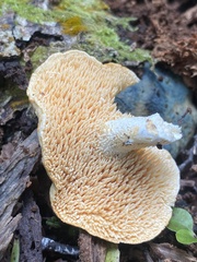 Hydnum crocidens