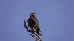 Terathopius ecaudatus