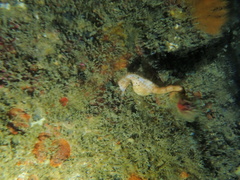 Hippocampus abdominalis