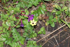 Sisyrinchium conzattii