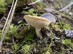 Hydnum crocidens