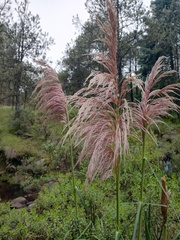 Cortaderia