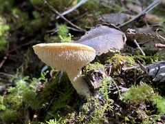 Hydnum crocidens