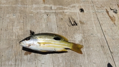 Lutjanus fulviflamma