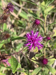 Vernonia glauca