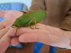 Zabalius ophthalmicus