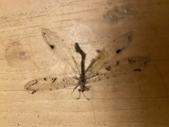 Dendroleon speciosus