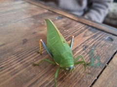 Zabalius ophthalmicus