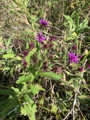 Vernonia glauca