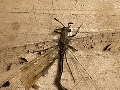 Dendroleon speciosus