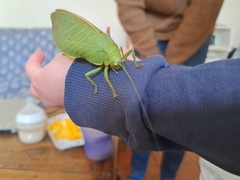 Zabalius ophthalmicus