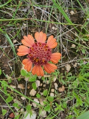 Gaillardia