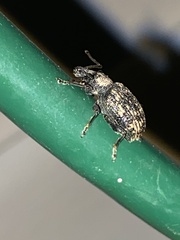 Otiorhynchus sulcatus