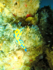 Tambja verconis