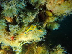 Tambja verconis