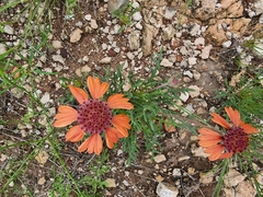 Gaillardia