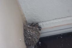 Hirundo rustica
