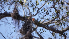 Anaplectes rubriceps