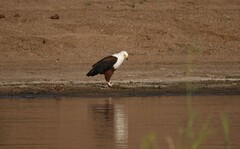 Haliaeetus vocifer