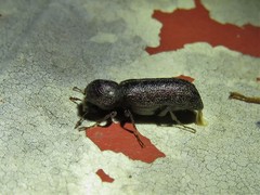 Amphicerus bicaudatus