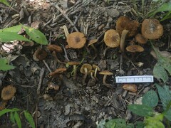 Inocybe luteifolia
