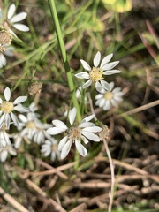 Solidago ptarmicoides