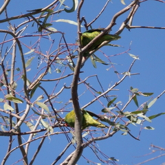 Trichoglossus chlorolepidotus