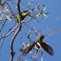 Trichoglossus chlorolepidotus