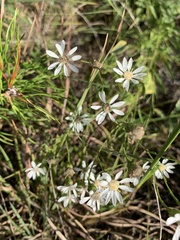 Solidago ptarmicoides