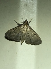 Herpetogramma phaeopteralis
