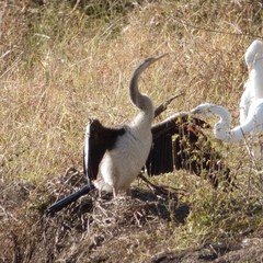 Anhinga novaehollandiae