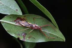 Epidaus famulus